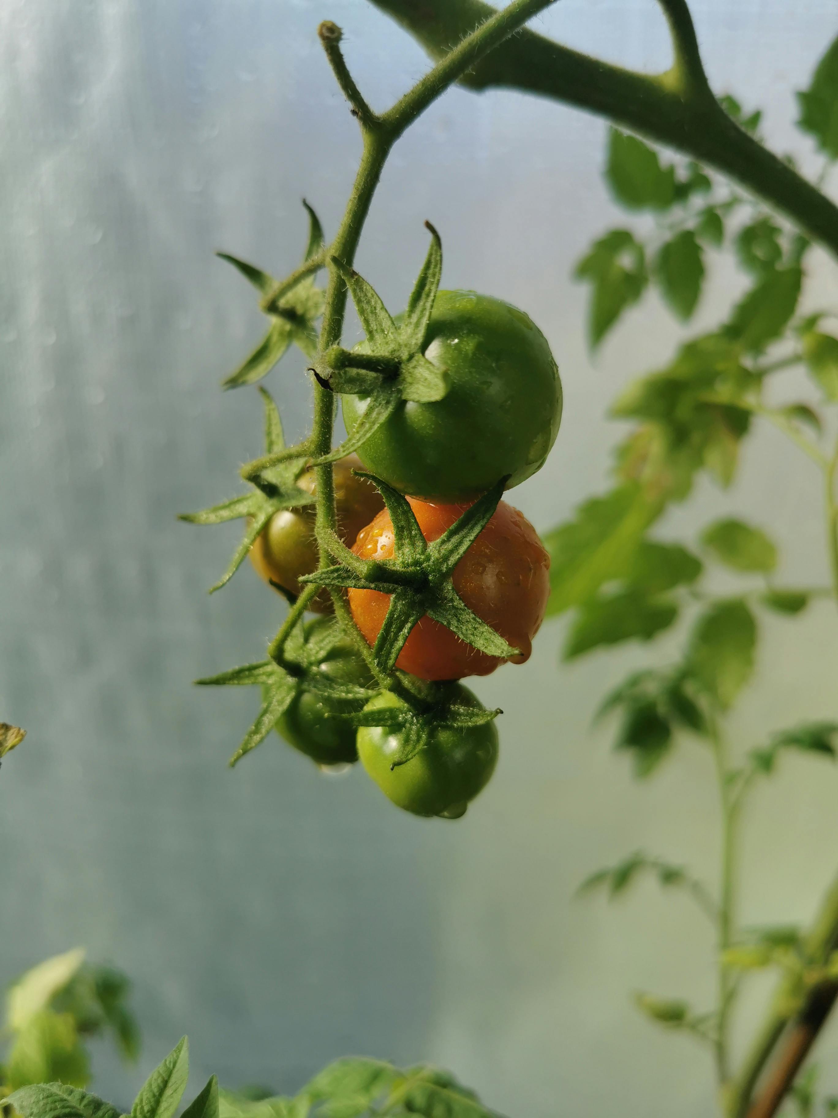 GREEN TOMATOES HEALTH BENEFITS and nutrition in TOMATOES