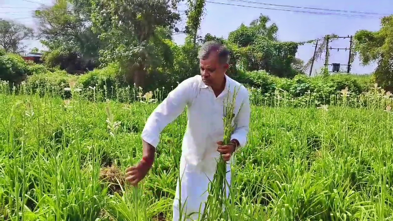 30 ಗುಂಟೆ, 6 ಟನ್​ ಸುಗಂಧರಾಜ ಹೂವು: ಬರೋಬ್ಬರಿ 6 ಲಕ್ಷ ಆದಾಯ