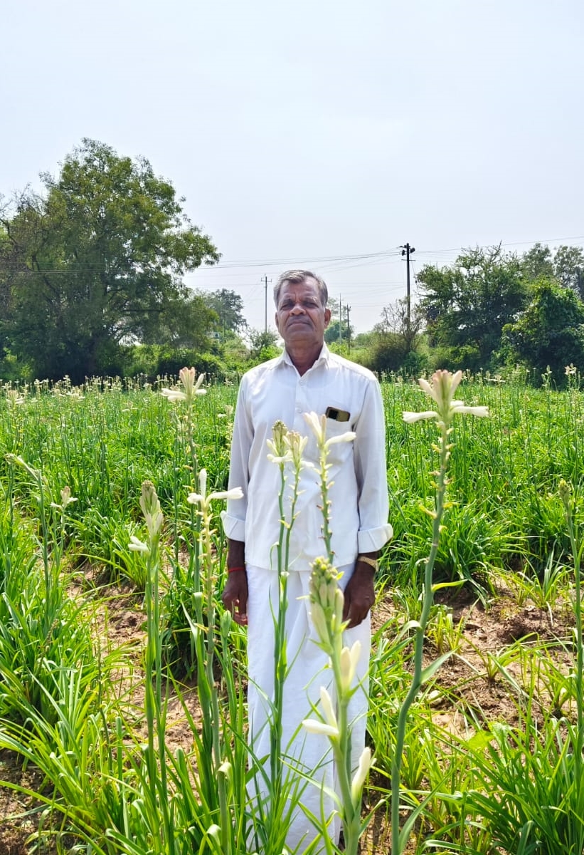 TUBEROSE FLOWER FARMING