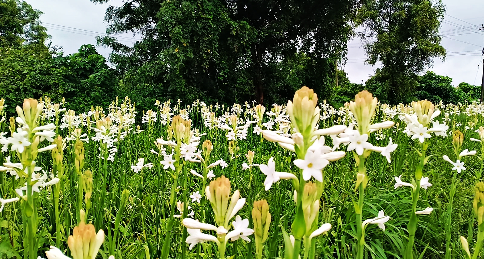 TUBEROSE FLOWER FARMING