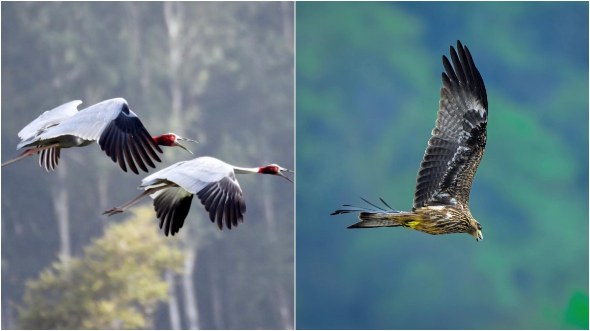 uttarakhand tourism birds pictures