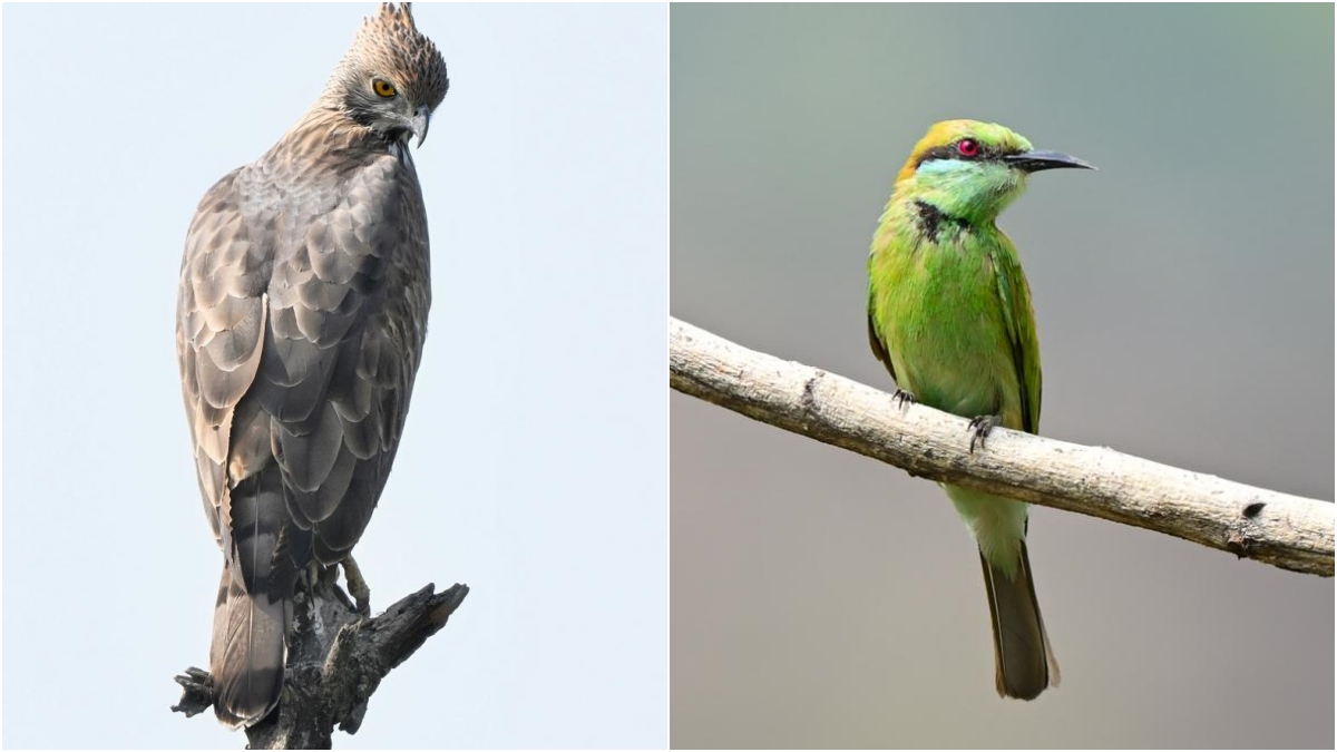 uttarakhand tourism birds pictures