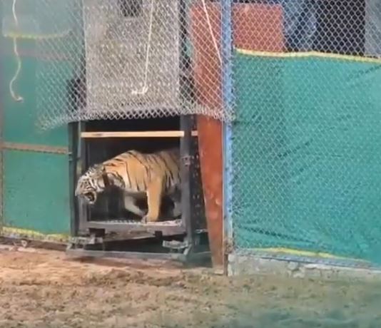 Maharashtra tigress in similipal