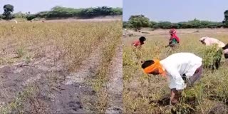 ಮೆಣಸಿನಕಾಯಿ ಬೆಳೆ ಹಾನಿ