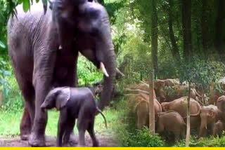 elephants in Manendragarh