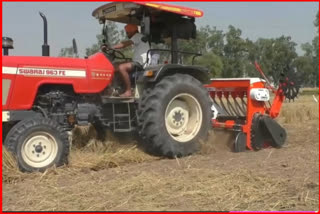 Sirsa paddy harvesting