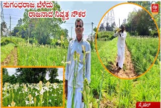 30 ಗುಂಟೆ, 6 ಟನ್​ ಸುಗಂಧರಾಜ ಹೂವು: ಬರೋಬ್ಬರಿ 6 ಲಕ್ಷ ಆದಾಯ