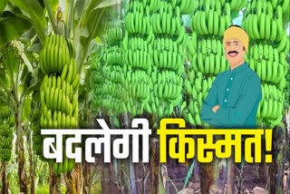 BANANA CULTIVATION IN BUNDELKHAND