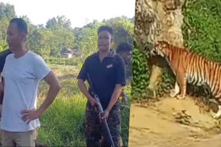 Tiger menace in Kaliabor