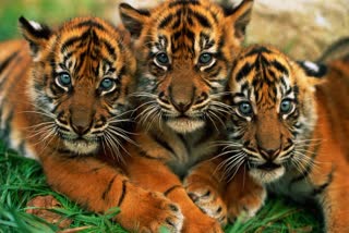 Tigress seen with cubs in Sanjay Tiger Reserve