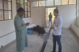 Uttarakhand Gau Seva Commission Chairman Dr Rajendra Anthwal inspects a cowshed in Ratnoli