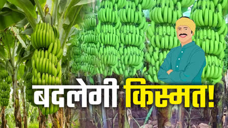 BANANA CULTIVATION IN BUNDELKHAND