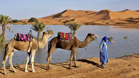 A man leads his camels along the shores of Yasmina lake, a seasonal lake in the village of Merzouga in the Sahara desert in southeastern Morocco on October 20, 2024.