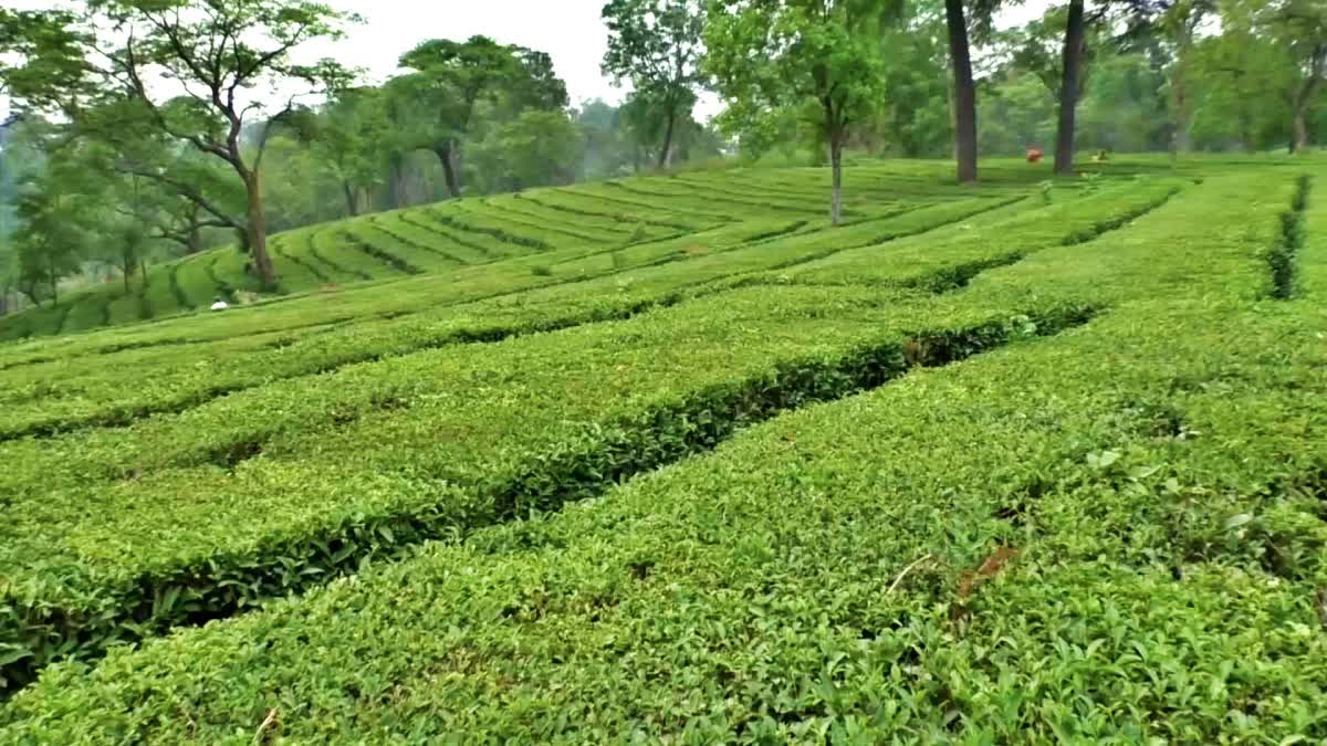 Kangra Tea Garden