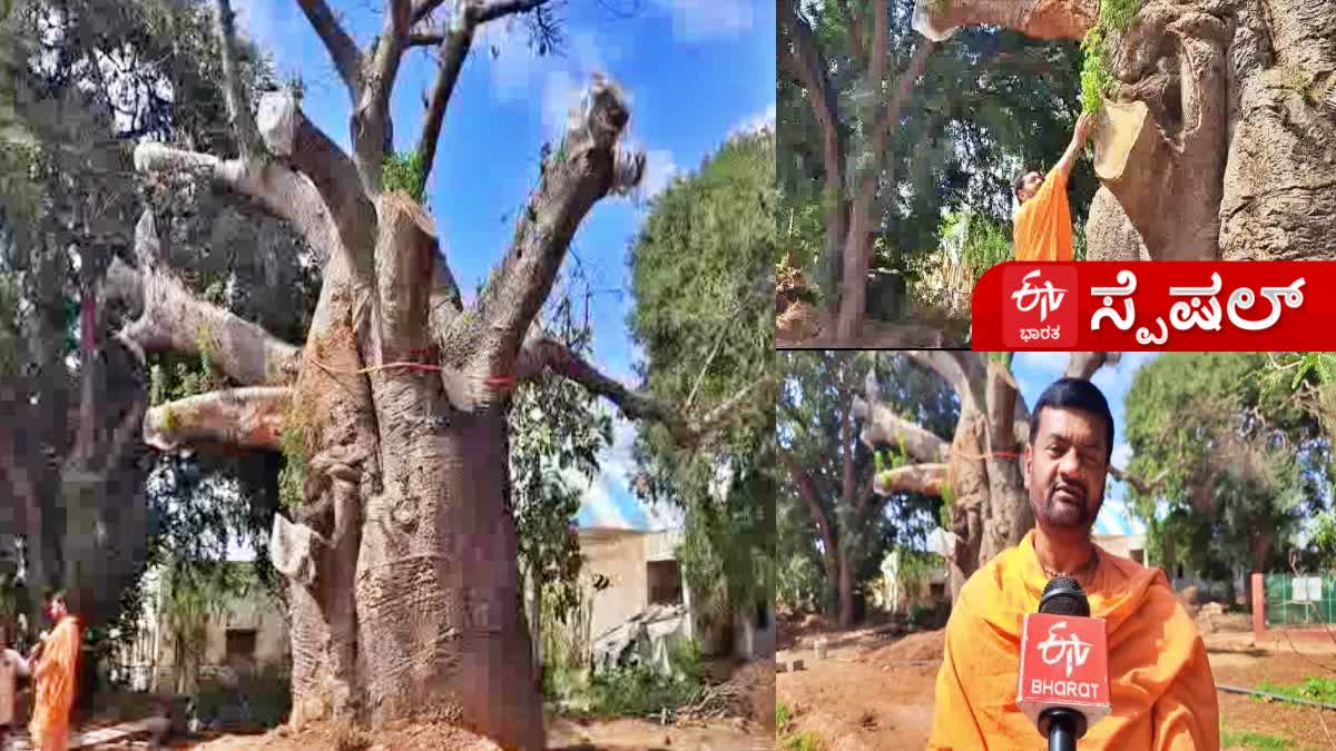 Life came back again  2 thousand year old tree  tree that had fallen recent  2 ಸಾವಿರ ವರ್ಷದ ಮರ  ಮರಕ್ಕೆ ಮತ್ತೆ ಬಂದ ಜೀವ  ಎರಡು ಸಾವಿರ ವರ್ಷ  ತಜ್ಞರ ಮಾಹಿತಿಯಂತೆ ಮರು ನೆಡಲಾಗಿ  ಮರ ಮತ್ತೆ ಚಿಗುರೊಡೆ  ದೊಡ್ಡ ಹುಣಸೆ ಮರ  ವಿಶ್ವಪ್ರಸಿದ್ದಿ ಪಡೆದ ಮರ