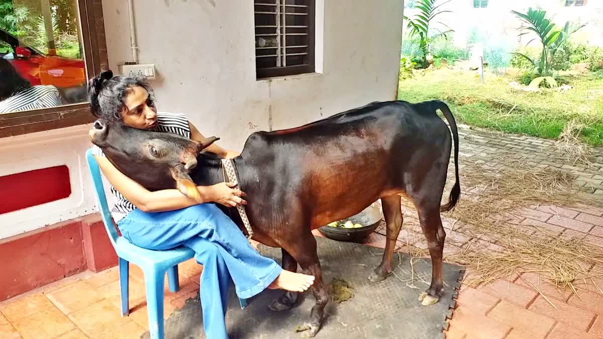 adopted cow