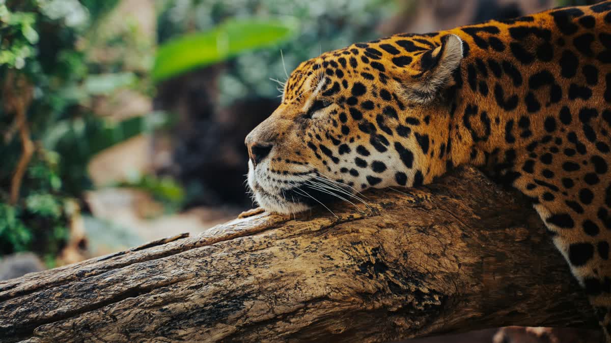 International Jaguar Day highlights urgency for conservation and ...