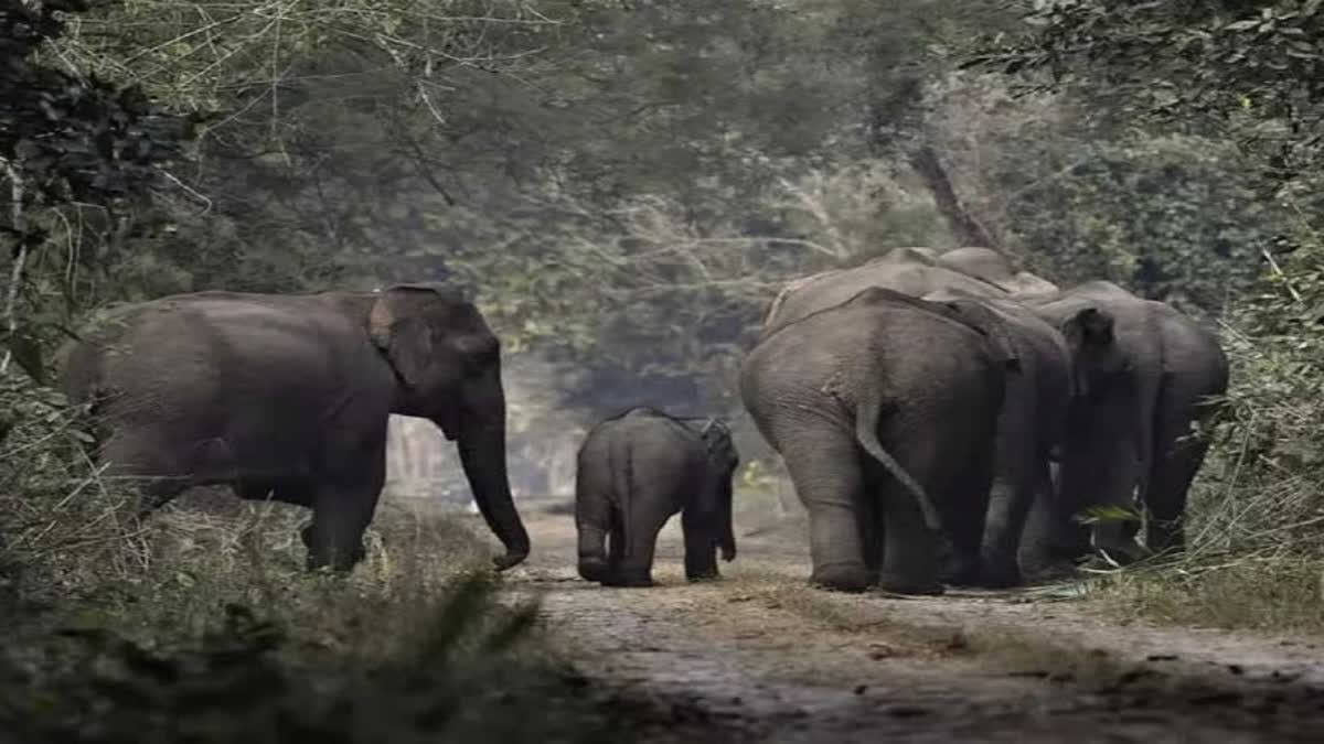Elephant, calf found dead in separate incidents in Assam's Mariani and Biswanath