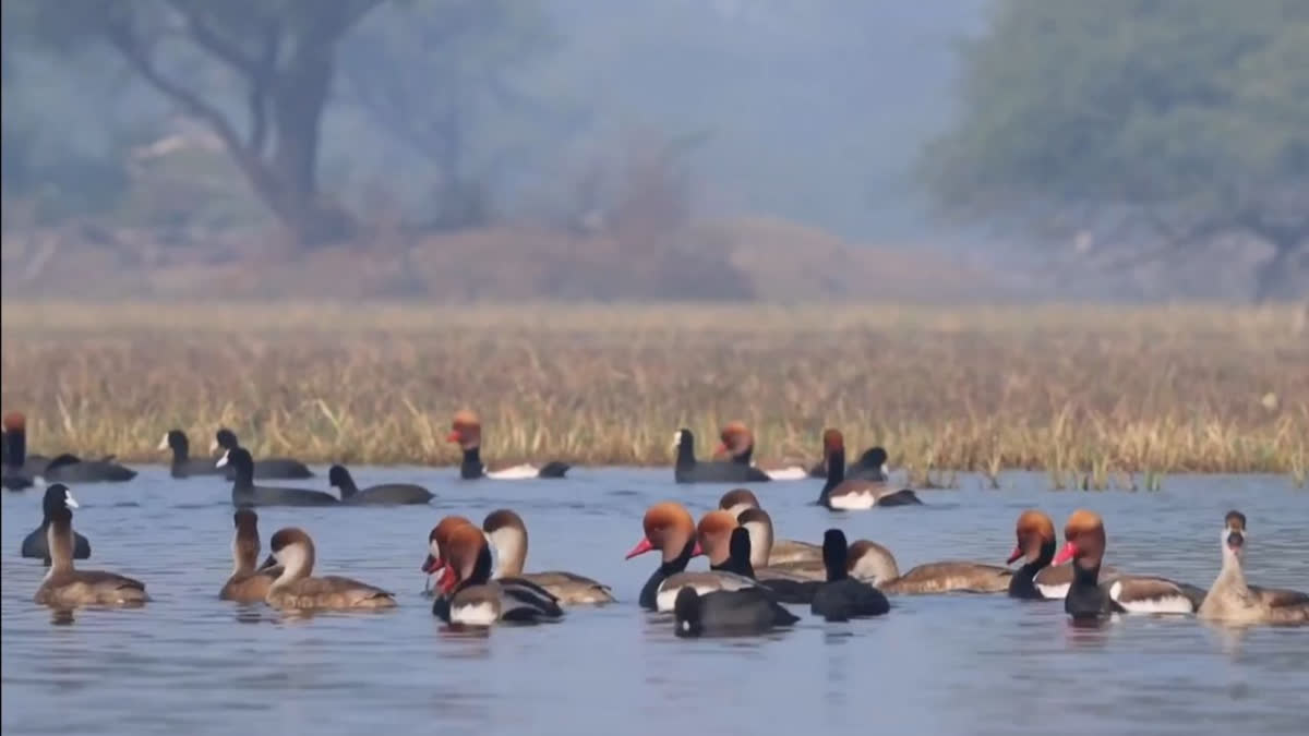 Black necked stork in Keoladeo National Park