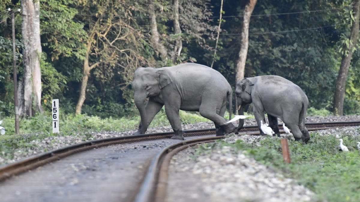 ট্রেনের ধাক্কায় ফের প্রাণ গেল হাতির