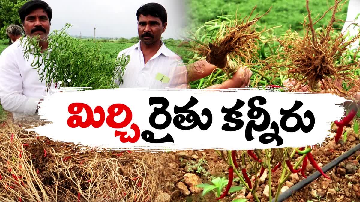 mirchi_crops_problems_in_prakasam_district