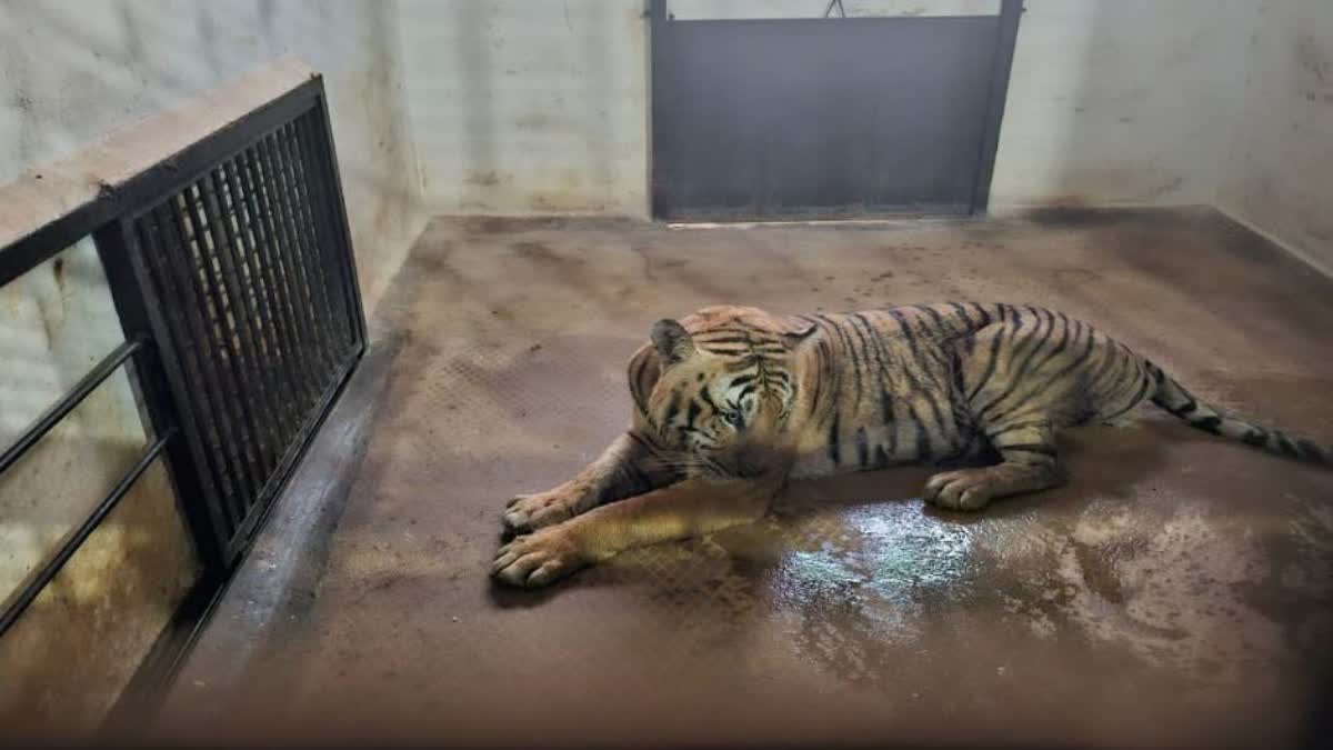 Tiger that killed woman captured in Karnataka