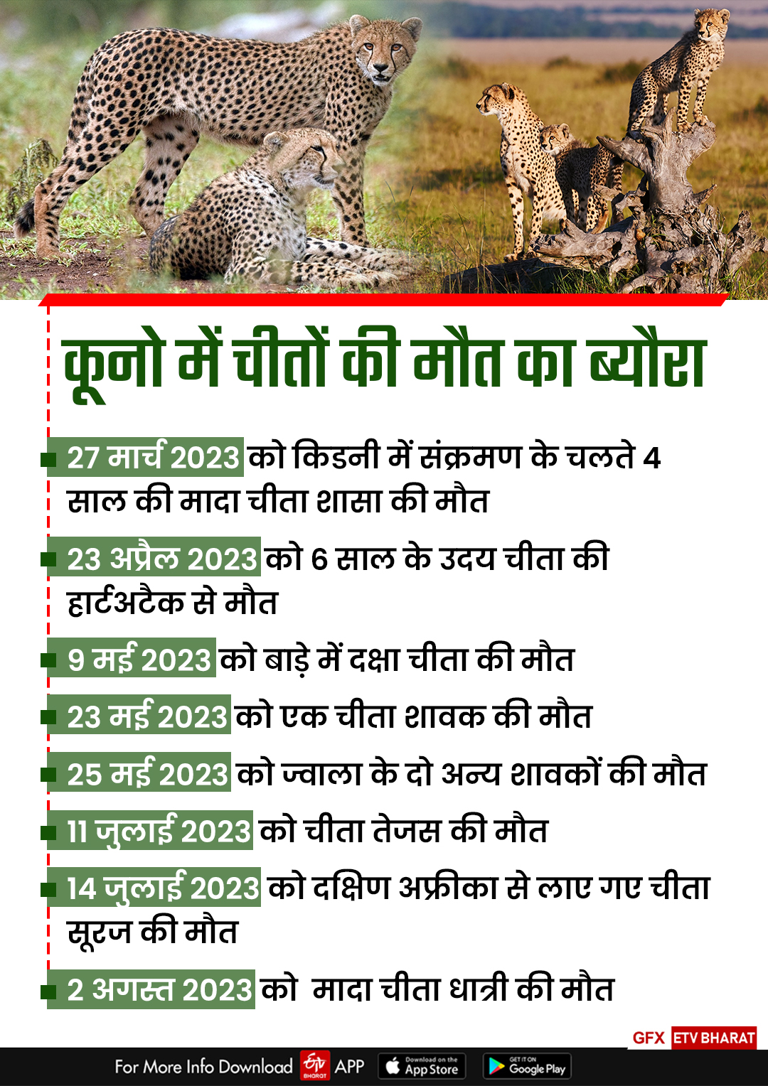 Death of Cheetahs in MP