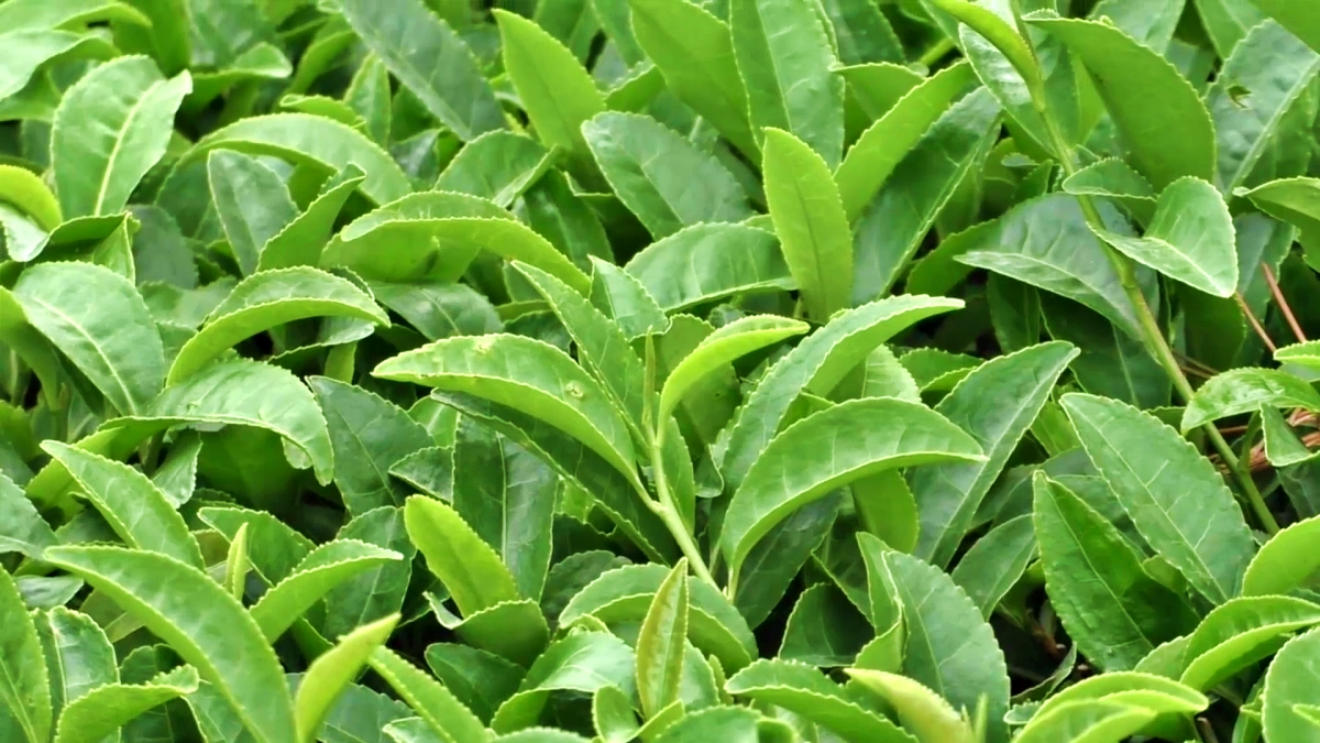 Kangra Tea