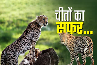 Cheetah File Photo