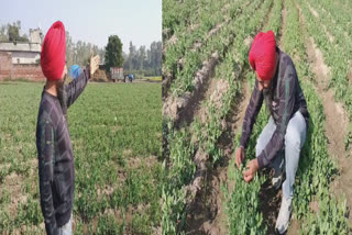 A farmer has planted a fruit garden in his 4 acres of land in Chardpur village of Amritsar