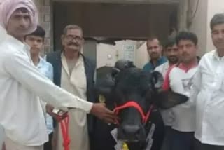 Murrah buffalo  murrah buffalo sold for four and half lakhs  owner bids farewell with a garland of notes  Haryana Jhajjar  26 liter milk every day  malveendra bought murrah  ranveer shayaron is the owner  അത്ഭുത മൃഗത്തെ കാണാനായി വലിയ ജനത്തിരക്കാണ്  കര്‍ഷകരുടെയും സ്ത്രീകളുടെയും ഉപജീവനമാര്‍ഗം  കൗണ്‍സിലര്‍ ശിവകുമാര്‍ ഖോര്‍ദ