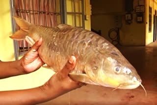 http://10.10.50.85:6060///finalout4/andhra-pradesh-nle/finalout/28-November-2023/20130098_fisherman_caught_golden_fish_in_anakapalli_district.mp4