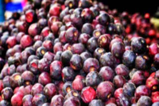 Indian Coffee Plum paniyala scientific test in gorakhpur neighboring districts by ICAR cish