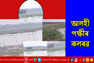 Tamuli Duba Beel of Pabitra Sanctuary