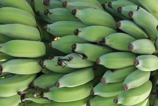 Raw Banana for Health News