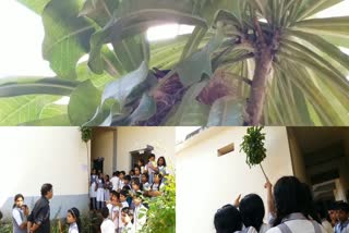 bird students  students guard bird and its eggs  Kasaragod Municipal UP School  Kasaragod Municipal UP School students  human interest stories  students save the bird and its eggs  students saving bird and its eggs  പക്ഷിക്കും മുട്ടയ്‌ക്കും രക്ഷകരായി കുട്ടികൾ  FRIENDSHIP BETWEEN A BIRD AND STUDENTS  Kasaragod news  കാസർകോട് വാർത്തകൾ  പക്ഷിക്കും മുട്ടയ്‌ക്കും രക്ഷകരായി വിദ്യാർഥികൾ  Students and bird became friends  കാസർകോട് മുൻസിപ്പൽ യുപി സ്‌കൂൾ  students save bird and its eggs at school