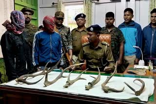 Deer Horn Recovered