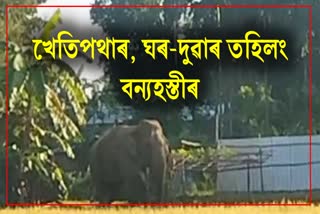 wild elephants terror in Hojai