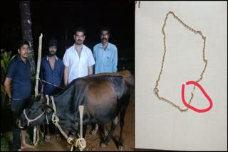 Cow swallowed gold chain during Gopuja in Shimoga