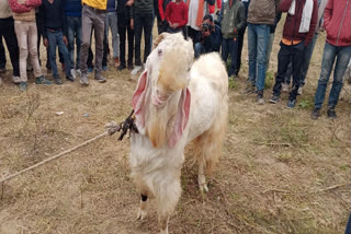 The annual goat fair on "Pachnad Sangam" during Kartik Purnima in the Etawah district witnessed a vibrant gathering of goat herders showcasing a variety of breeds, including goats yielding up to 3 litres of milk and some valued at up to Rs 5 lakh.