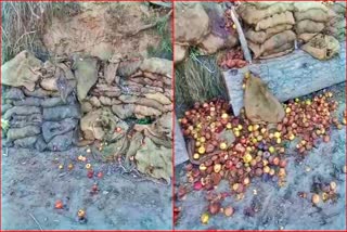 HPMC Apple Rotting On Roadside in Nankhari Shimla