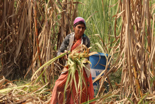 Sugar trade body