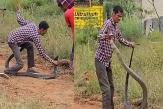 ಬರೀ ಕೈಯ್ಯಲ್ಲಿ ಬೃಹತ್ ಕಾಳಿಂಗನನ್ನು ಹಿಡಿದ ಉರಗತಜ್ಞ