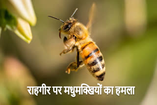 Bees attack in Korba