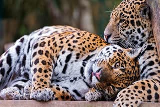 leopard News