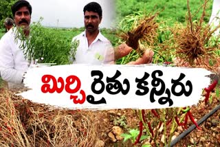 mirchi_crops_problems_in_prakasam_district
