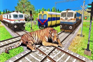 Tigress dies in train collision