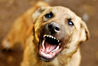 dogbite  Stray Dog Attack At Mahe  3 Year Old Girl Njures At Stray Dog Attack At Mahe  മാഹിയിൽ തെരുവുനായ ആക്രമണം  മൂന്ന് വയസ്സുകാരിയ്ക്ക് പരിക്ക്  Stray Dog Attack  തെരുവുനായ ആക്രമണം