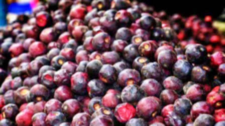 Indian Coffee Plum paniyala scientific test in gorakhpur neighboring districts by ICAR cish