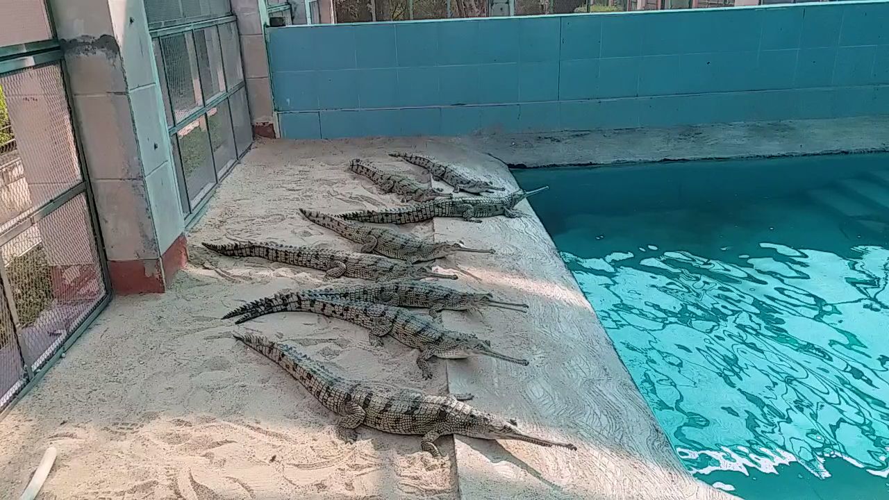 Chambal National Alligator Century